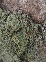 Phaeophyscia orbicularis