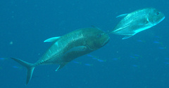 Caranx ignobilis