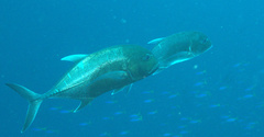 Caranx ignobilis