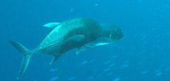 Caranx ignobilis