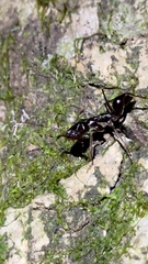 Odontomachus simillimus