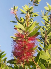 Melaleuca citrina