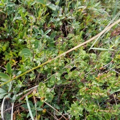Betula michauxii