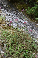 Allium heldreichii