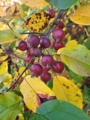 Amelanchier canadensis