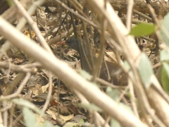 Crypturellus tataupa