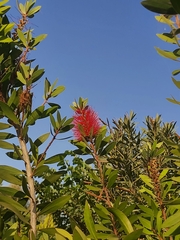 Melaleuca citrina