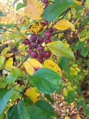 Amelanchier canadensis