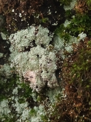 Lepraria finkii