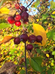 Amelanchier canadensis