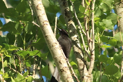 Icterus pyrrhopterus