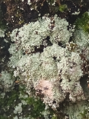 Lepraria finkii