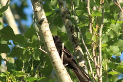 Icterus pyrrhopterus