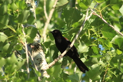 Icterus pyrrhopterus