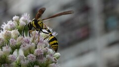 Phimenes flavopictus