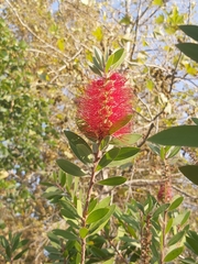 Melaleuca citrina