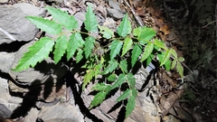 Aralia decaisneana
