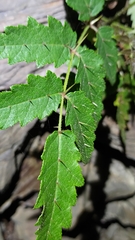 Aralia decaisneana