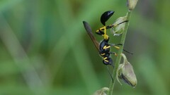 Sceliphron madraspatanum