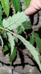 Aralia decaisneana