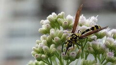 Phimenes flavopictus