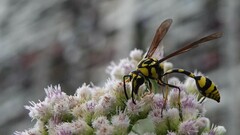 Phimenes flavopictus