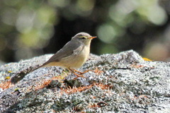 Phylloscopus griseolus