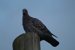 Patagioenas maculosa