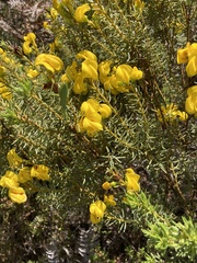 Cyclopia genistoides