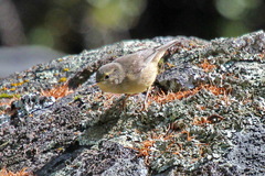 Phylloscopus griseolus