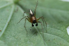 Oxyopes salticus