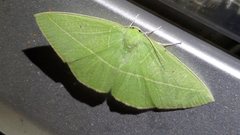 Tanaoctenia haliaria