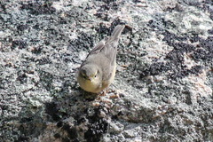 Phylloscopus griseolus