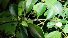 Euonymus carnosus