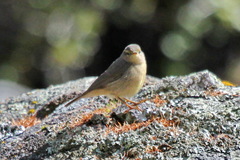 Phylloscopus griseolus