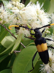 Pachyteria dimidiata