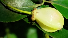 Euonymus carnosus