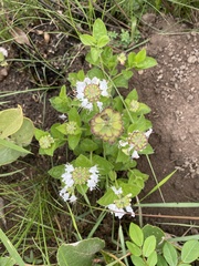 Ocimum obovatum
