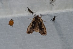 Lithophane hemina