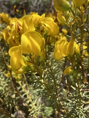 Cyclopia genistoides