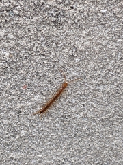 Chilopoda