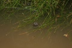 Rhinella dorbignyi