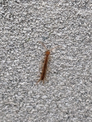Chilopoda