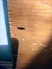 Euborellia annulipes