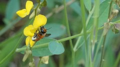Megachile lanata