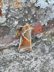 Habrosyne pyritoides