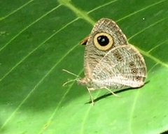 Ypthima horsfieldii humei