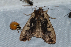 Lithophane hemina