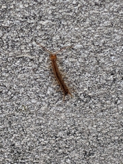 Chilopoda