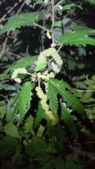 Girardinia diversifolia